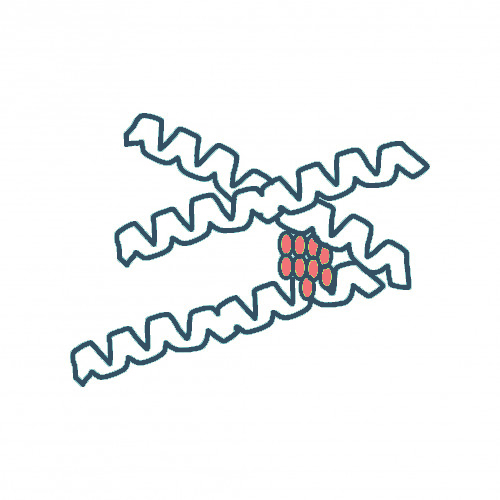 Protein Purification & Isolation