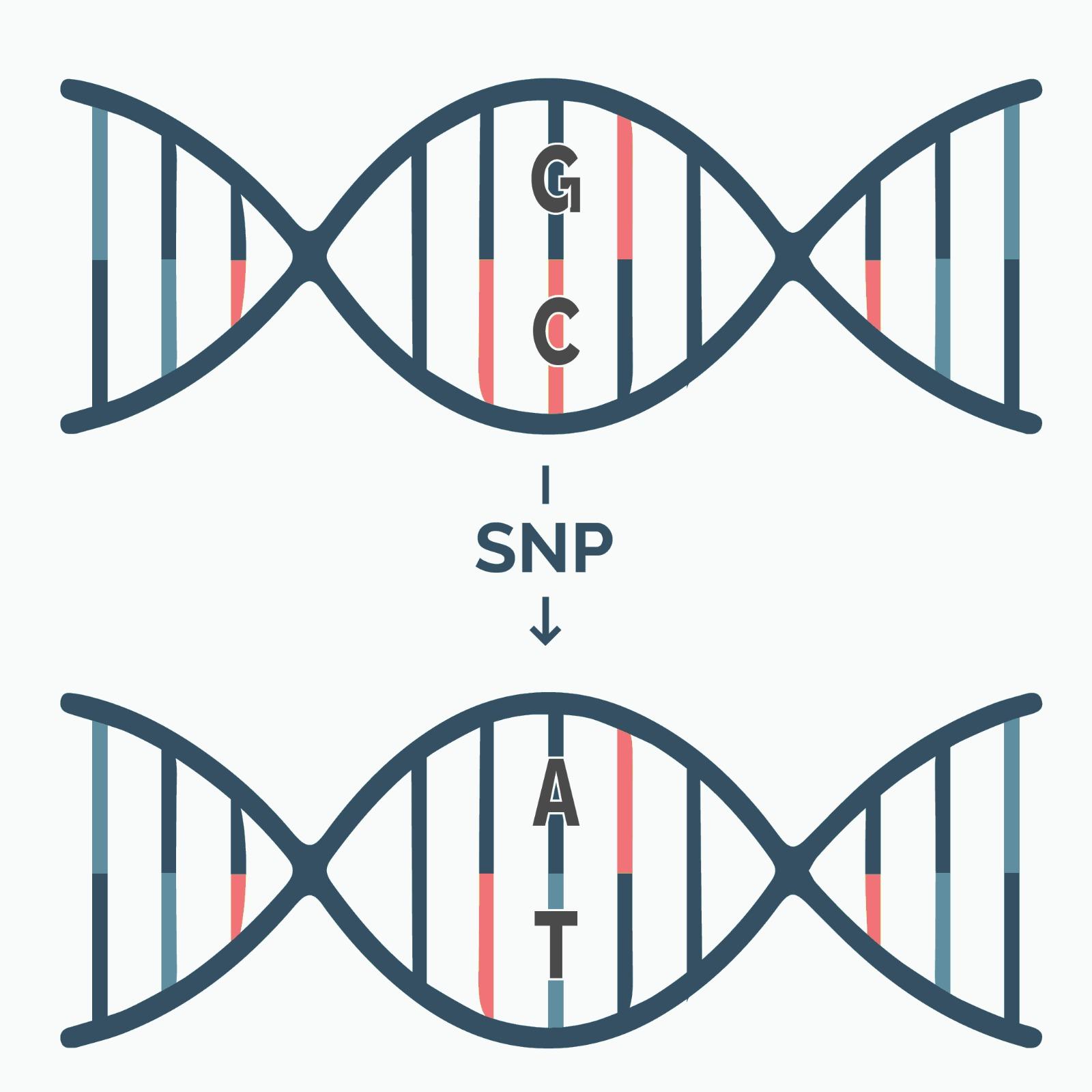 SNP Detection