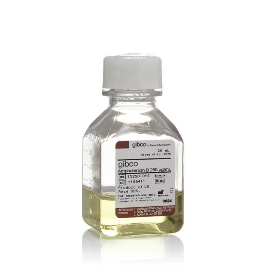 Gibco™ Amphotericin B, 20 mL